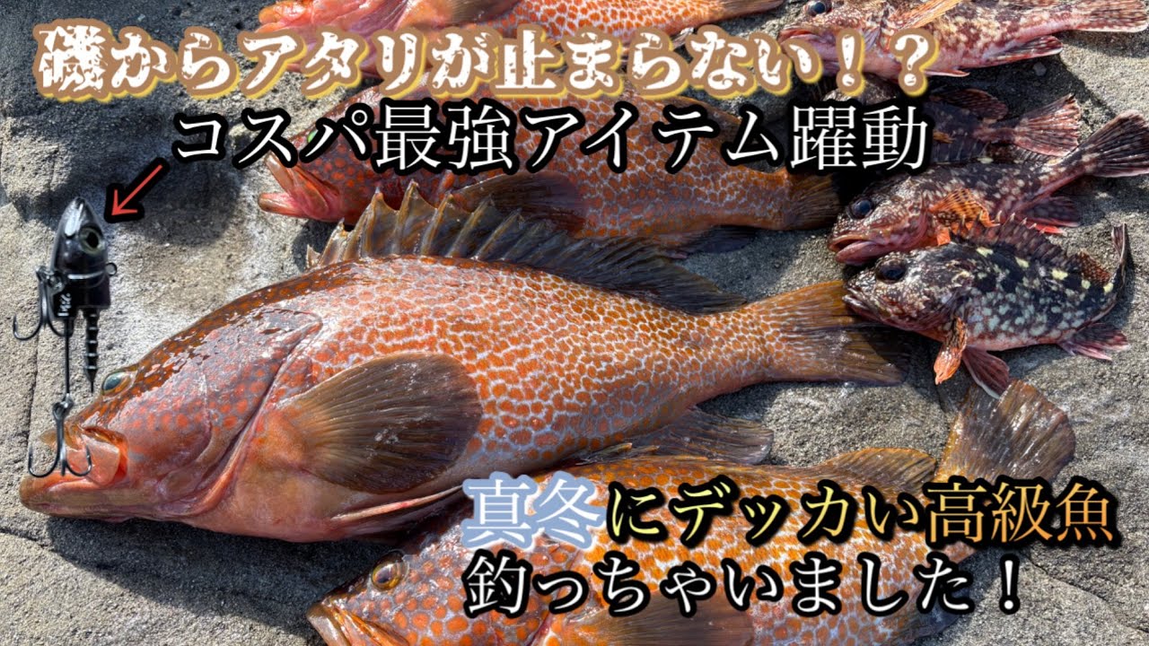 コスパ最強アイテムを使ったら、磯から大型高級魚が現れた！