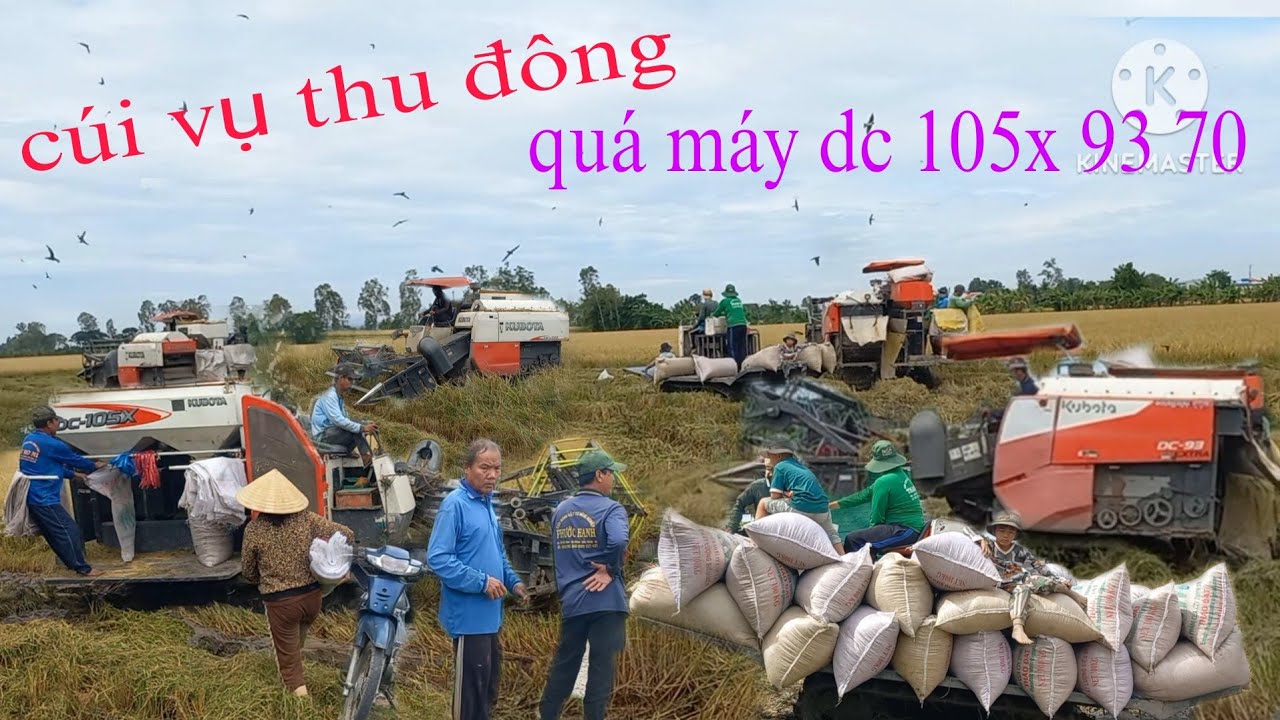 Đủ loại máy gom lại cắt lúa vụ thu đông|Cao Đỏ Vlog