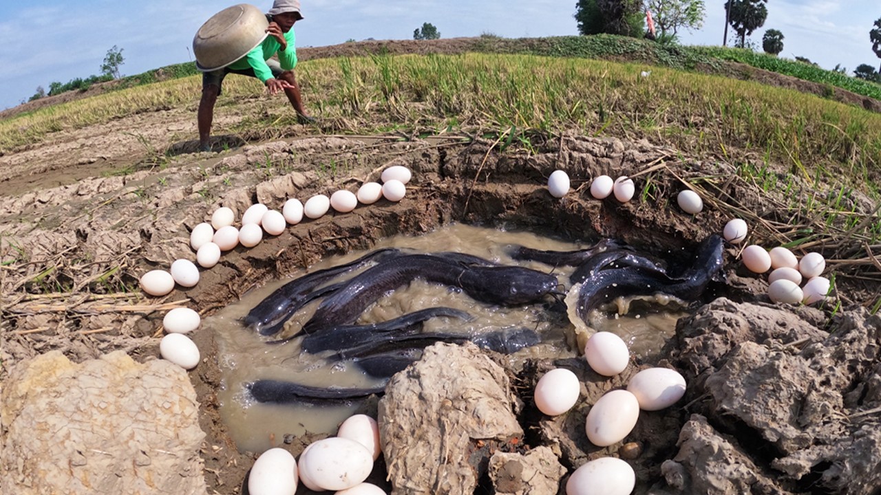 Wow Unique - Fisherman catch fish and pick a lot of eggs in pool at rice field by lucky hand