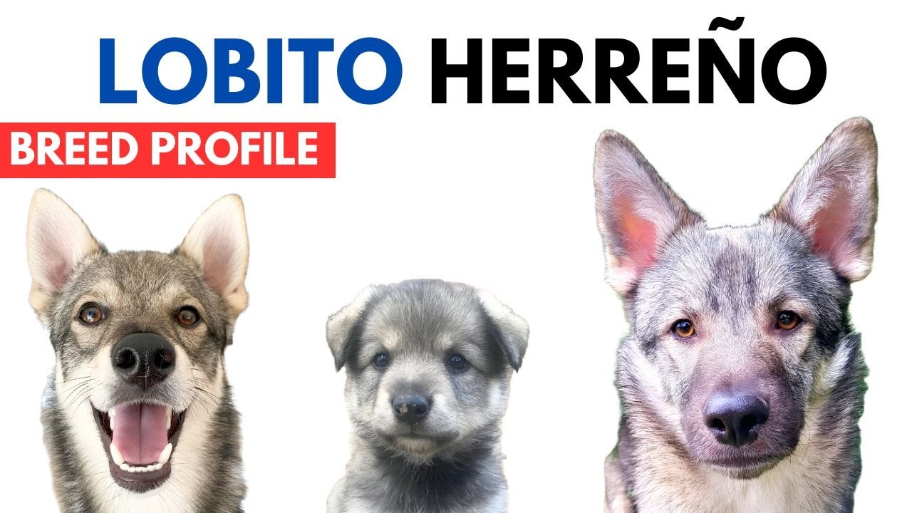 Lobito Herre&ntilde;o Breed Profile History - Price - Traits - Hierran Wolfdog Grooming Needs - Lifespan