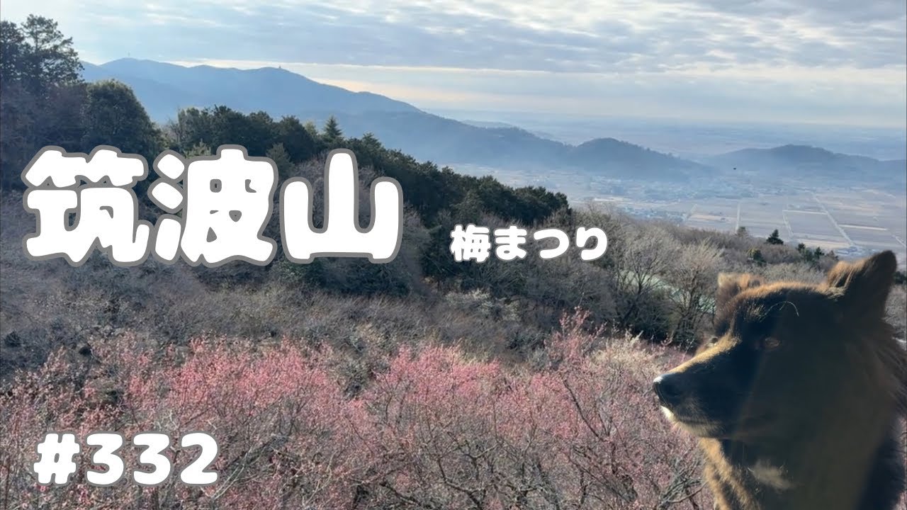 【犬と山登り】相棒チョコと春の香りを感じてきました♪