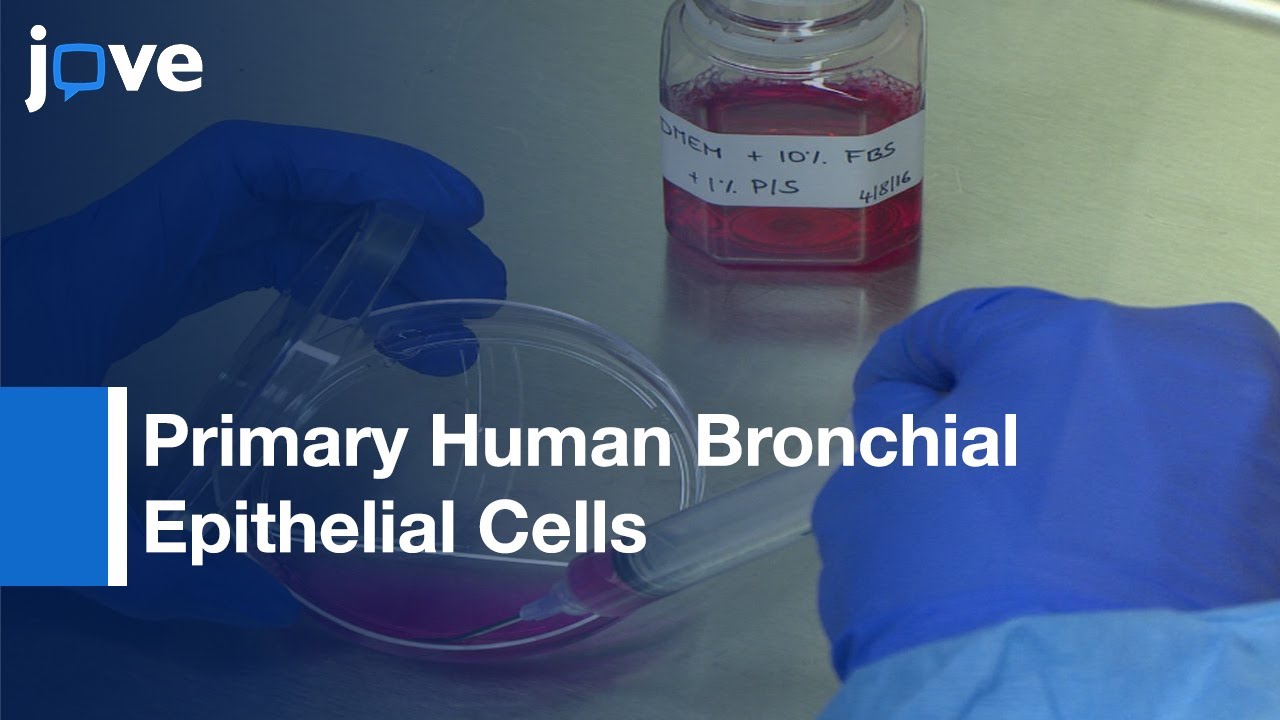 Optimal Lentivirus Production & Cell Culture Conditions Necessary l Protocol Preview