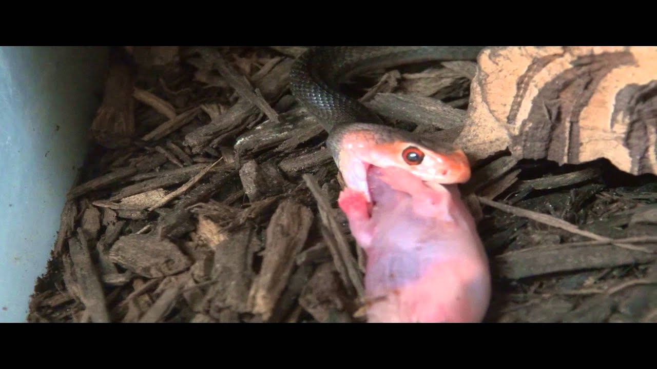 Neonate Papuan Taipan