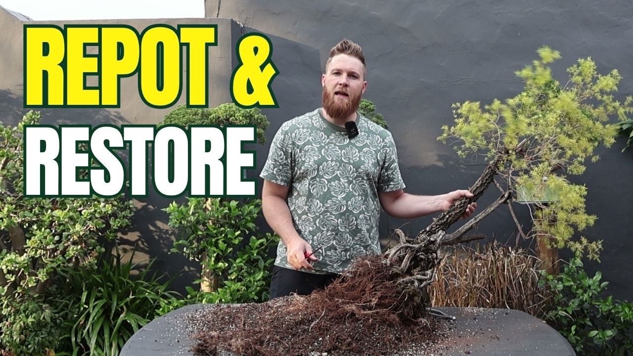 Spring Bonsai Repotting – Johannesburg Gold Bonsai Restoration