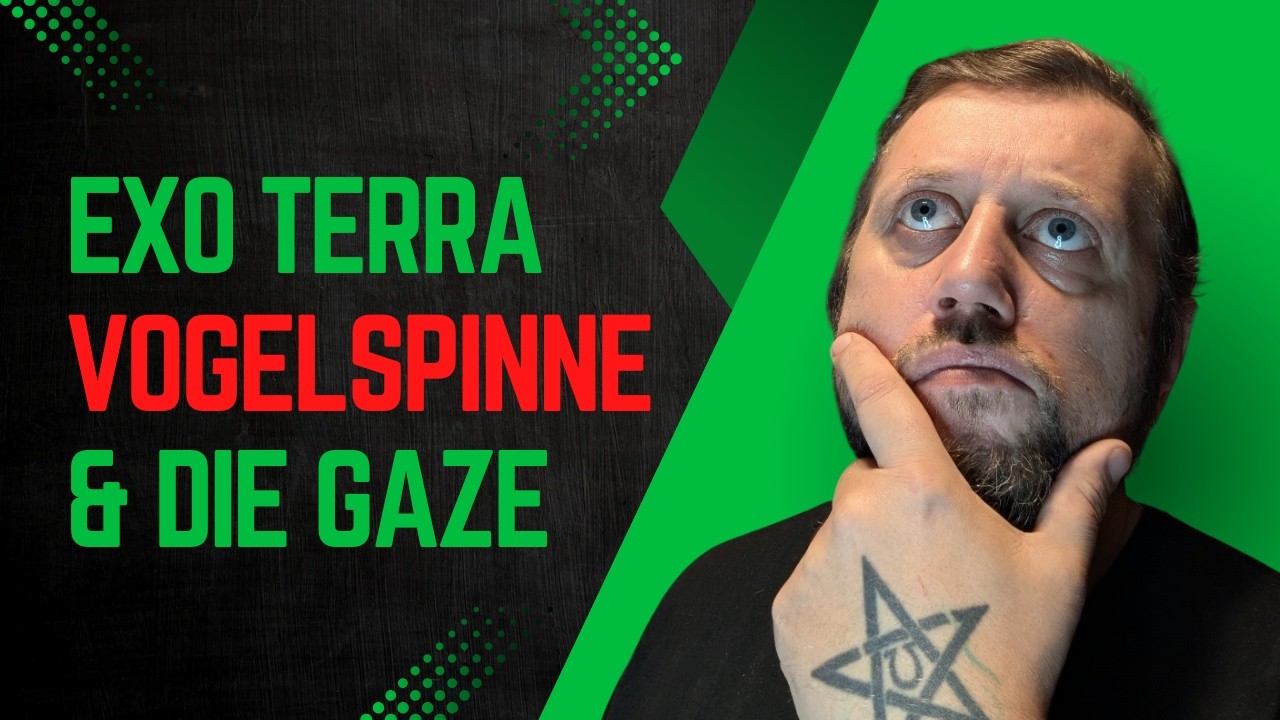 Exo Terra, Vogelspinne & Gaze (DIY Lösung) + Bonus Vogelspinnen rehouse