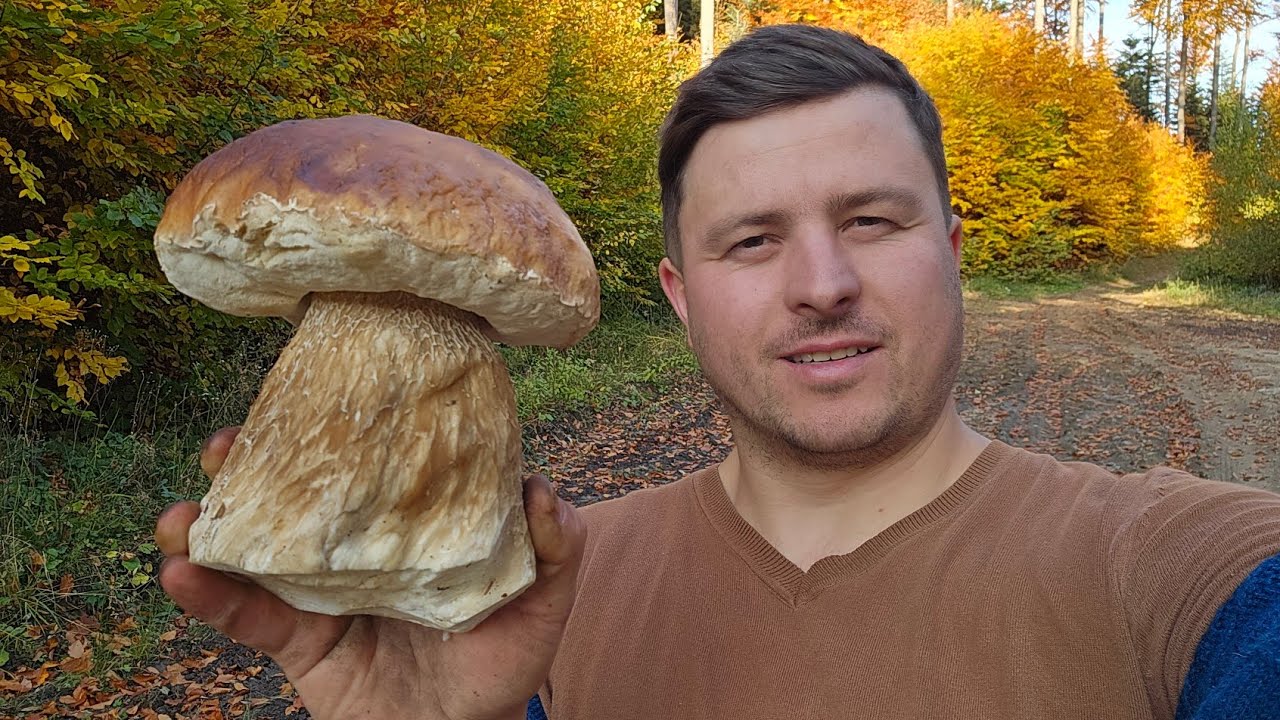 FUNGHI PORCINI | Tempo reale! Spettacolare!