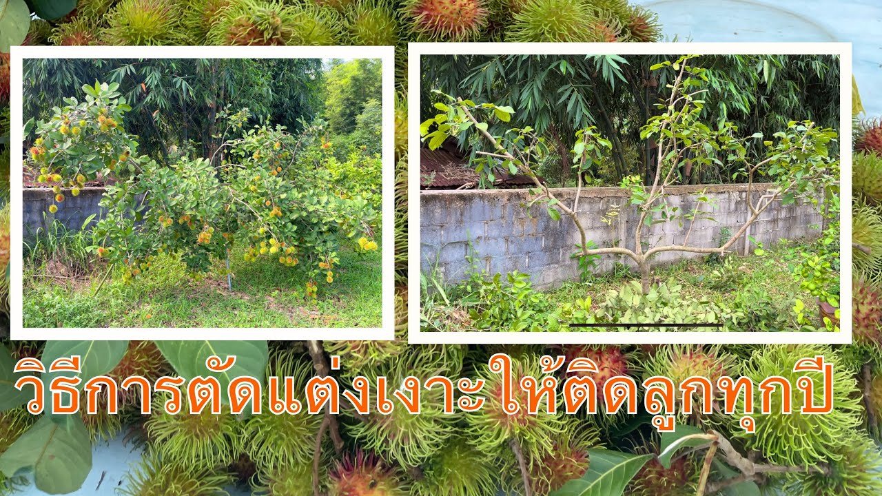 วิธีการตัดแต่งกิ่งต้นเงาะให้ติดลูกทุกๆปี
