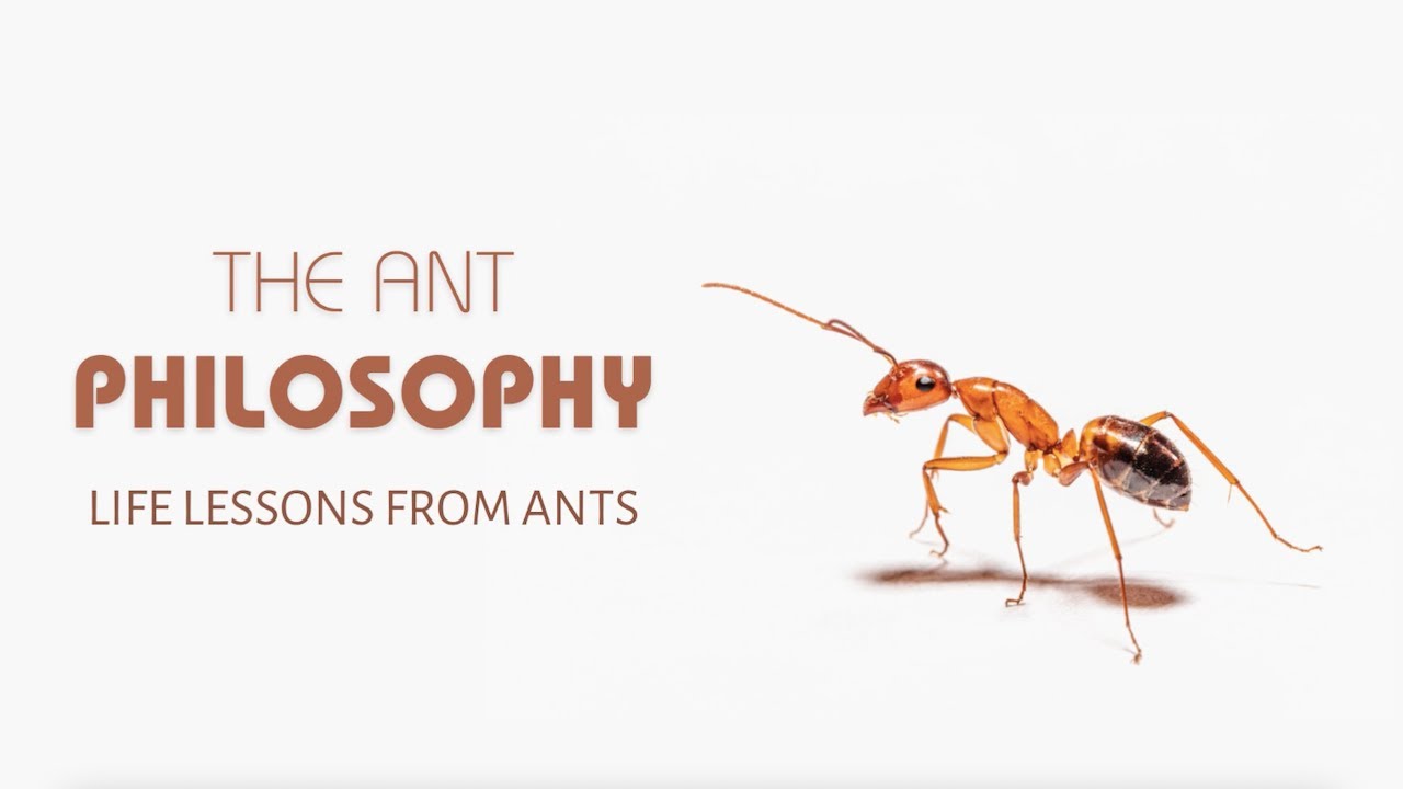 The Ant Philosophy | Life Lessons From Ants | The Ant Attitude and Mindset