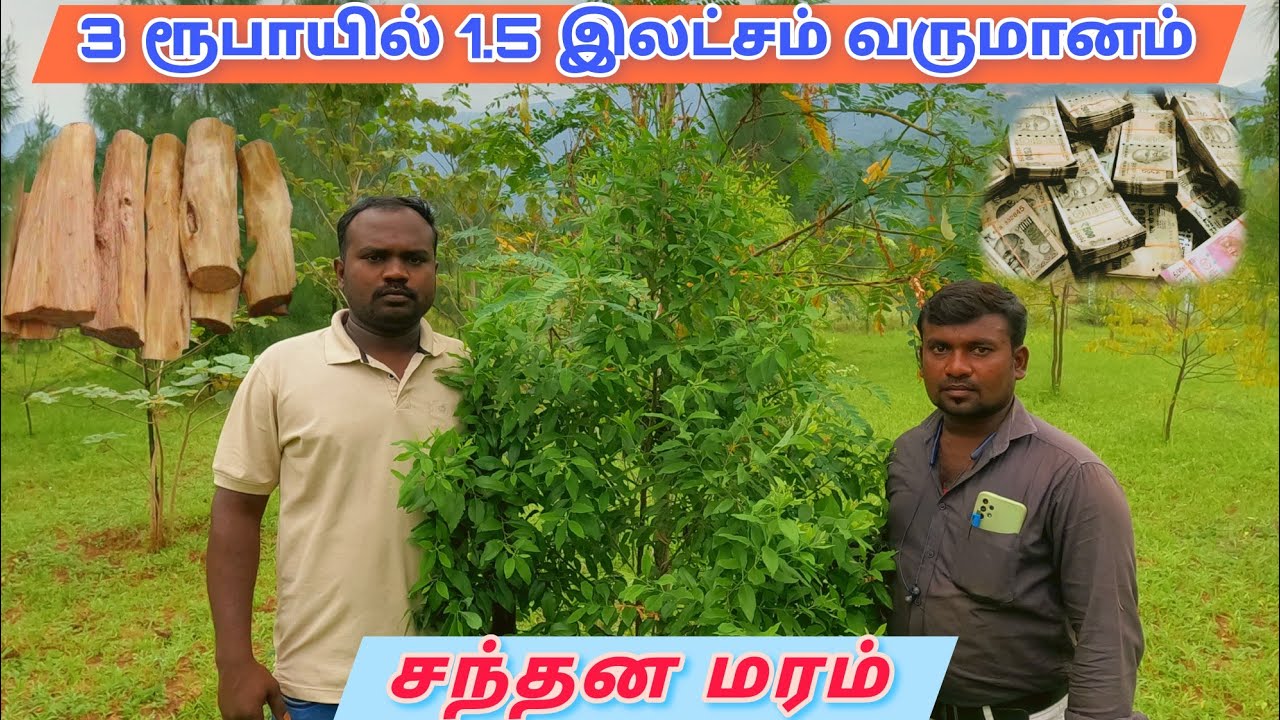 ஏக்கருக்கு 4 கோடி வருமானம்/ சந்தன மரம் வளர்ப்பு பற்றிய முழு தகவல்/ sandalwood cultivation