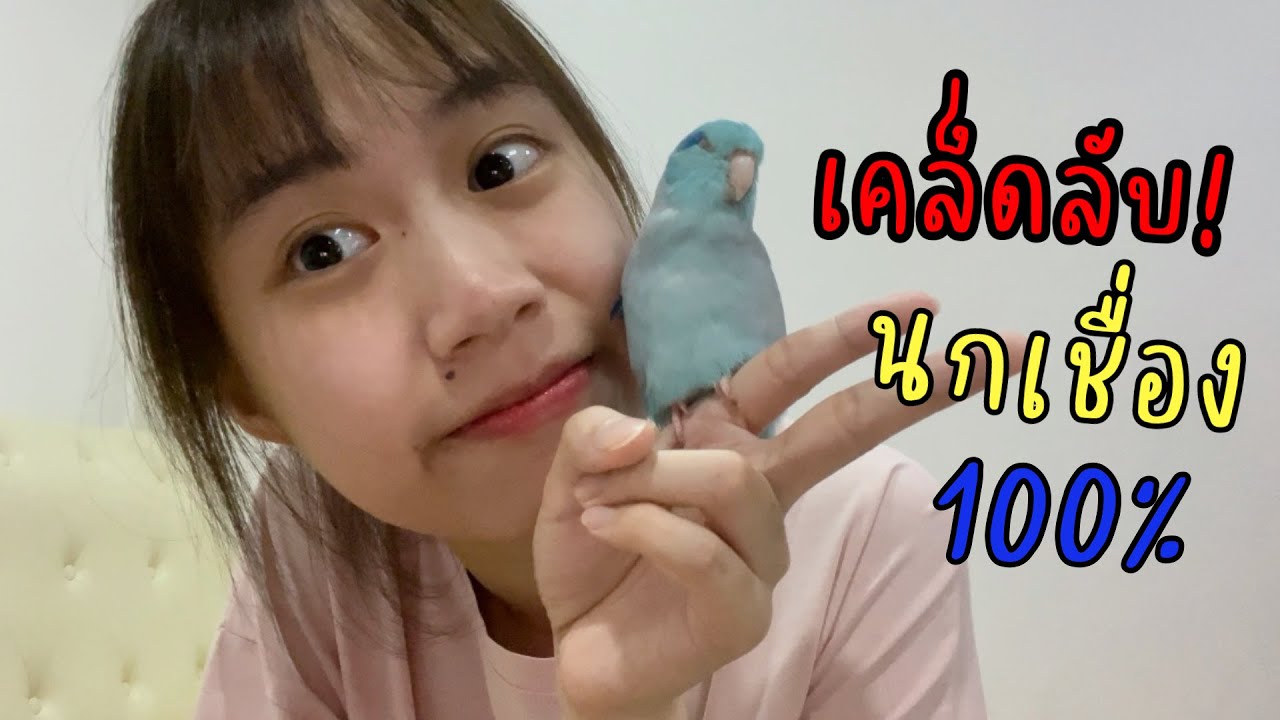 เทคนิคทำให้นกเชื่อง! เชื่องมากจนตามติดเป็นเงา🐣 I bellocoda