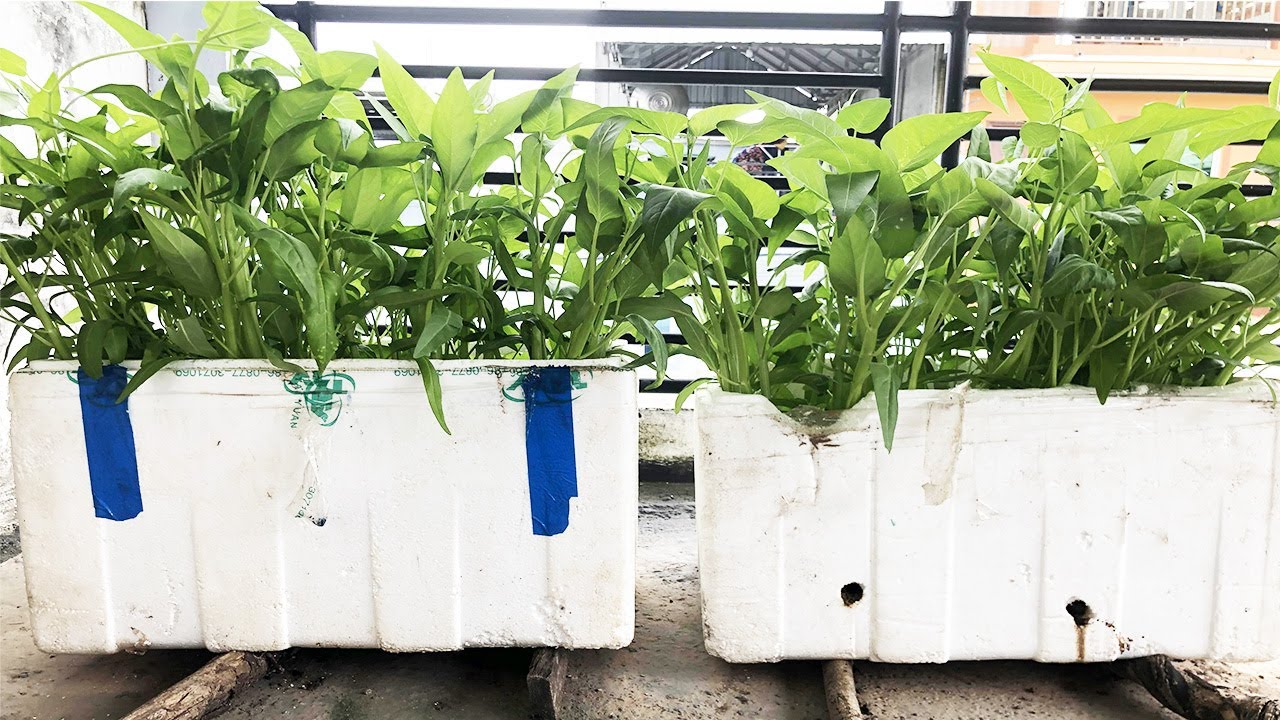 Fast growing of Water Convolvulus, harvest in 20 day