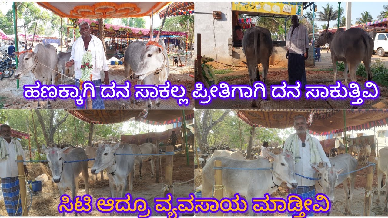 ಹಣಕ್ಕಾಗಿ ದನ ಸಾಕಲ್ಲ ವ್ಯವಸಾಯ ಮಾಡಬೇಕು ಅದಕ್ಕೆ ದನ ಸಾಕುತ್ತೇವೆ. ನಮ್ದು ಸಿಟಿ ಅಲ್ಲೂ ಕೂಡ ವ್ಯವಸಾಯ ಮಾಡ್ತೀವಿ
