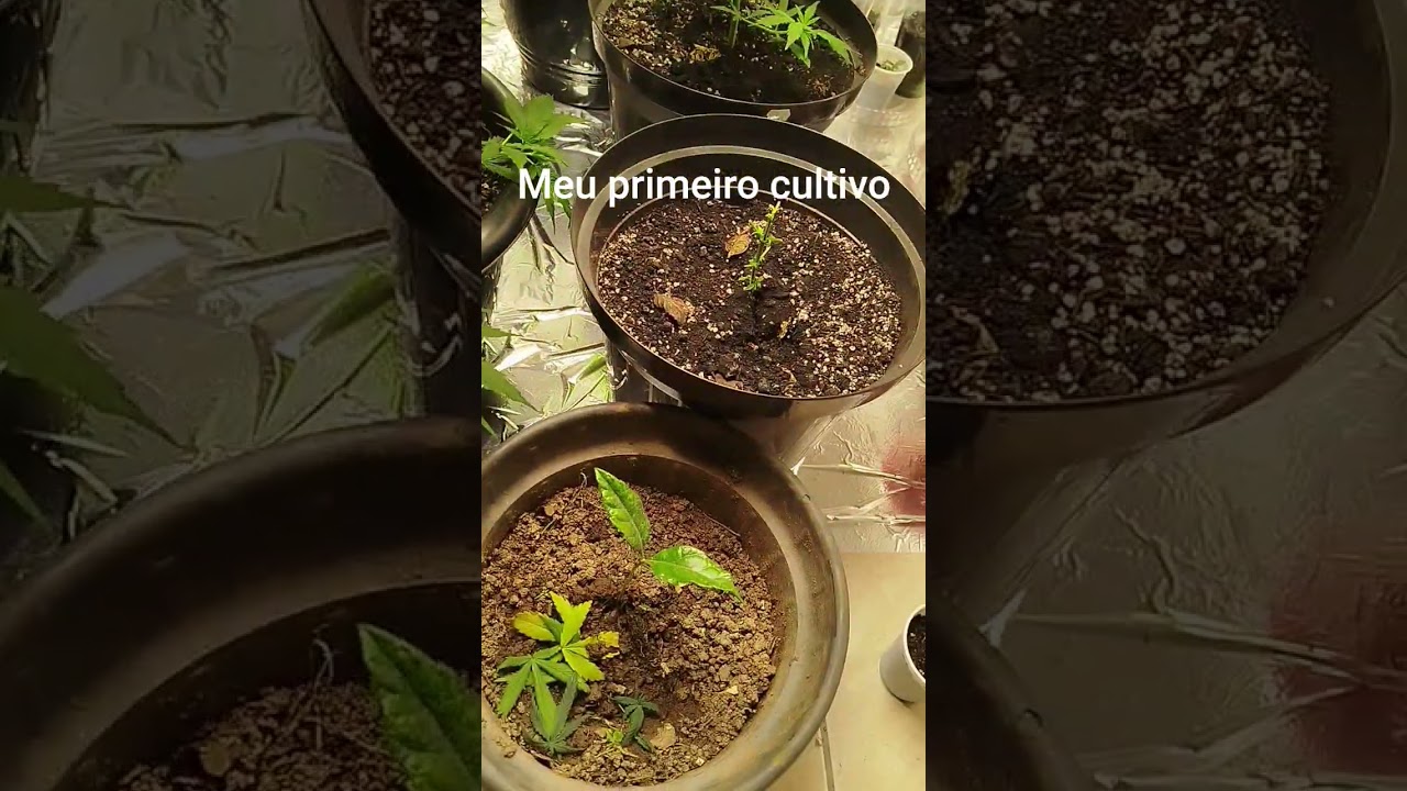 Meu primeiro cultivo plante n&atilde;o comprem #grow #gorillaglue #cultivogrow #420