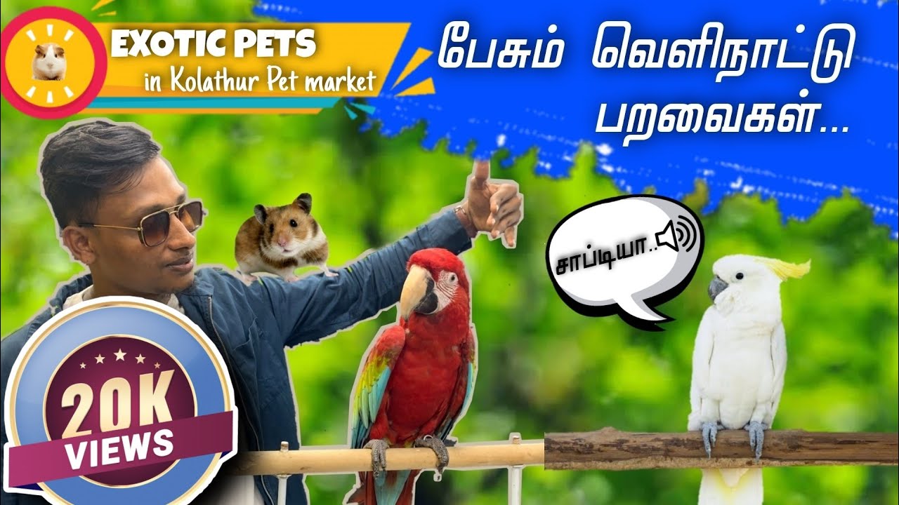 தமிழ் பேசும் வெளிநாட்டு பறவைகள்| Kolathur Fish Market | Exotic Pets #exoticpets #exoticbirds #shorts