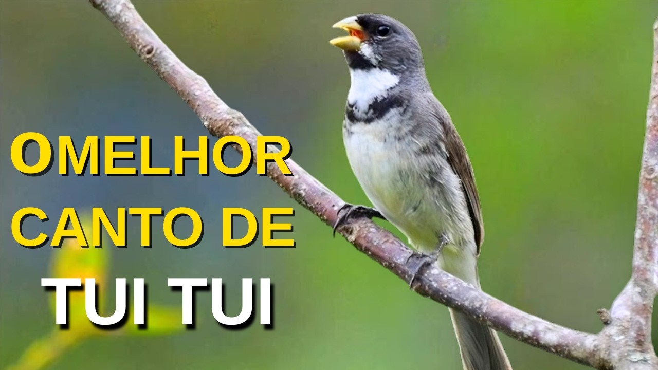 O MELHOR CANTO DE COLEIRO TUI TUI ZEL ZEL POR 10 HORAS