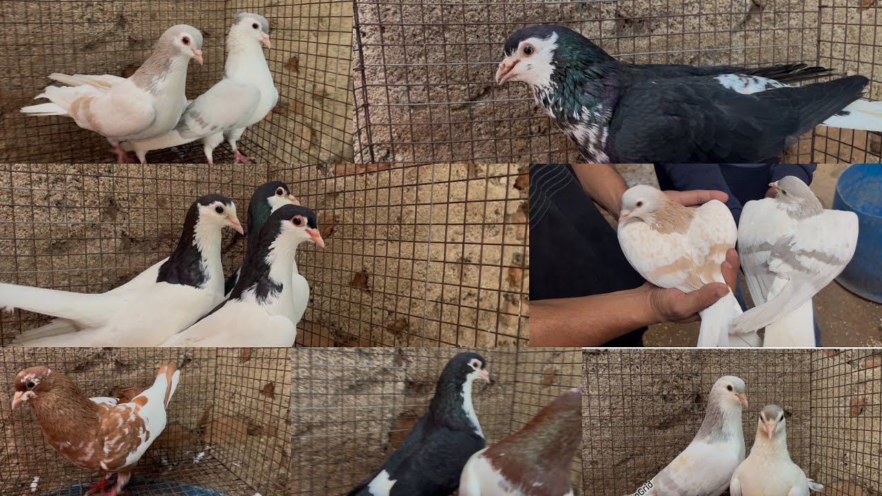 Sharazi Big pairs for sale chotiyal sada mix location chanchalguda #6302790074