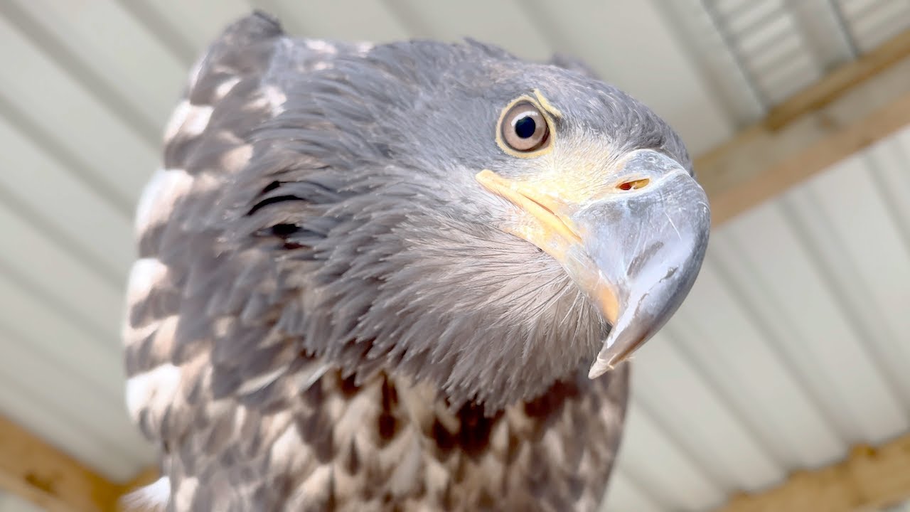Vogelzug, Hollywood & das Occipitalgesicht 🦅🦉😊 - Greifvogelwarte Feldatal