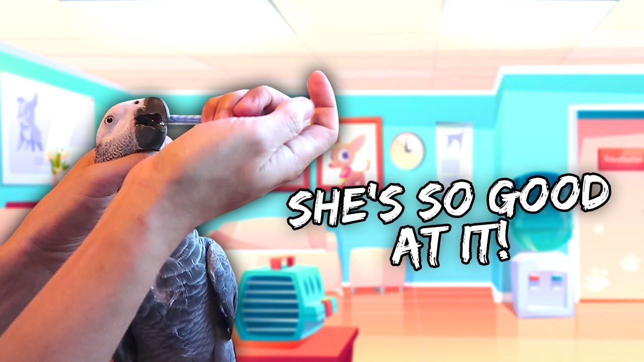 Giving My Bird Her Medicine (PDD/Bornavirus Treatment Routine) | Vlog #880