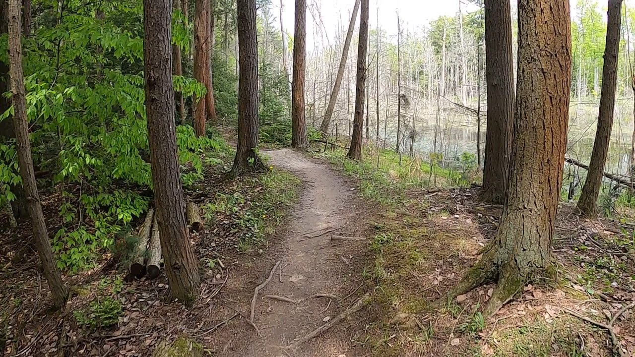 Virtual Mountain Biking in a Canadian Forest