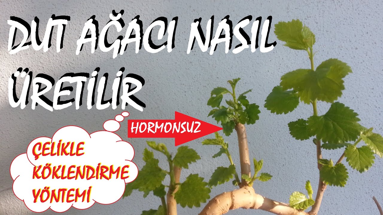 Dut ağacı nasıl üretilir? Çelikle köklendirme yöntemi.