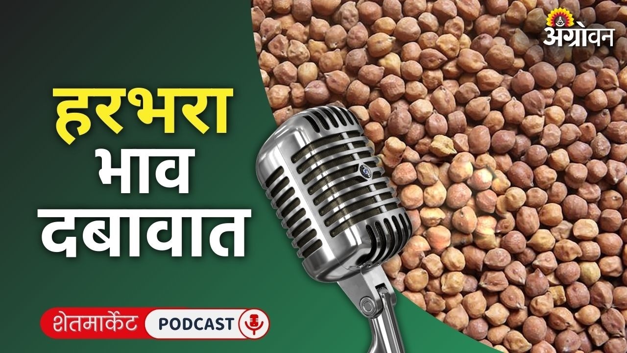 Cotton, Soybean Rate: सोयाबीन बाजार, गहू दर, संत्रा भाव, डाळिंब रेट | Agrowon