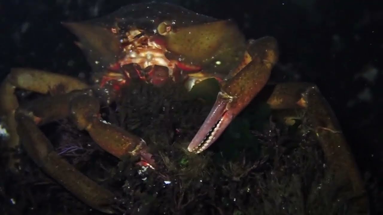 Northern Kelp Crab (Bob Creek, Oregon)