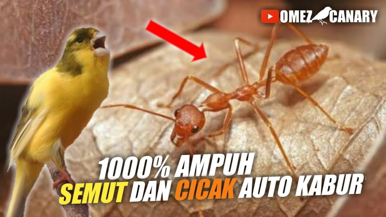 Cara mengusir semut dari sangkar burung dijamin AMPUH dan AMAN