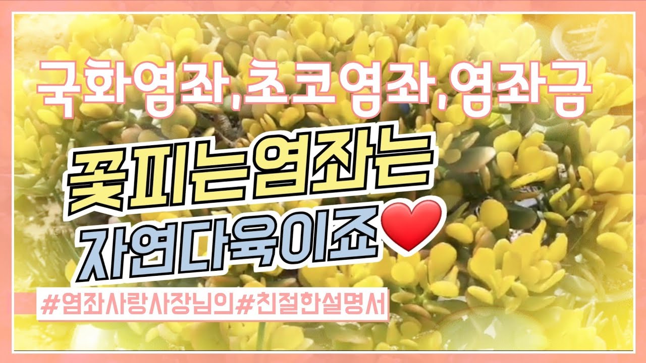 [자연다육]국화염좌,초코염좌,염좌금 구경해보자구요♡염좌하면자연다육❤💛