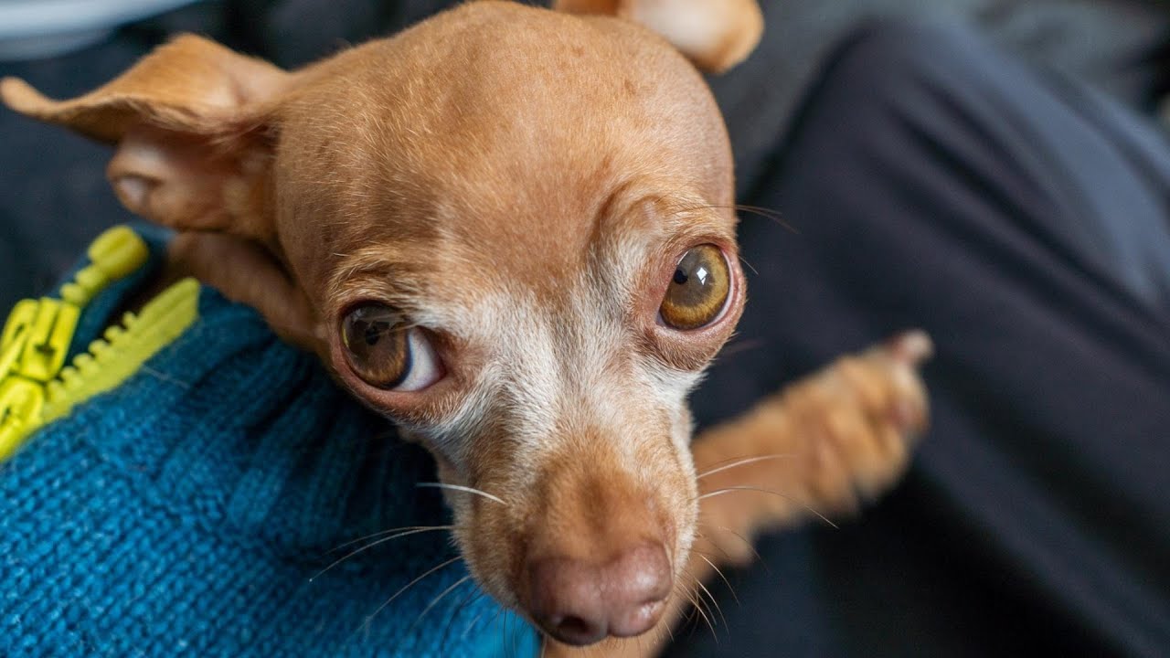Why Do Chihuahuas Shake?