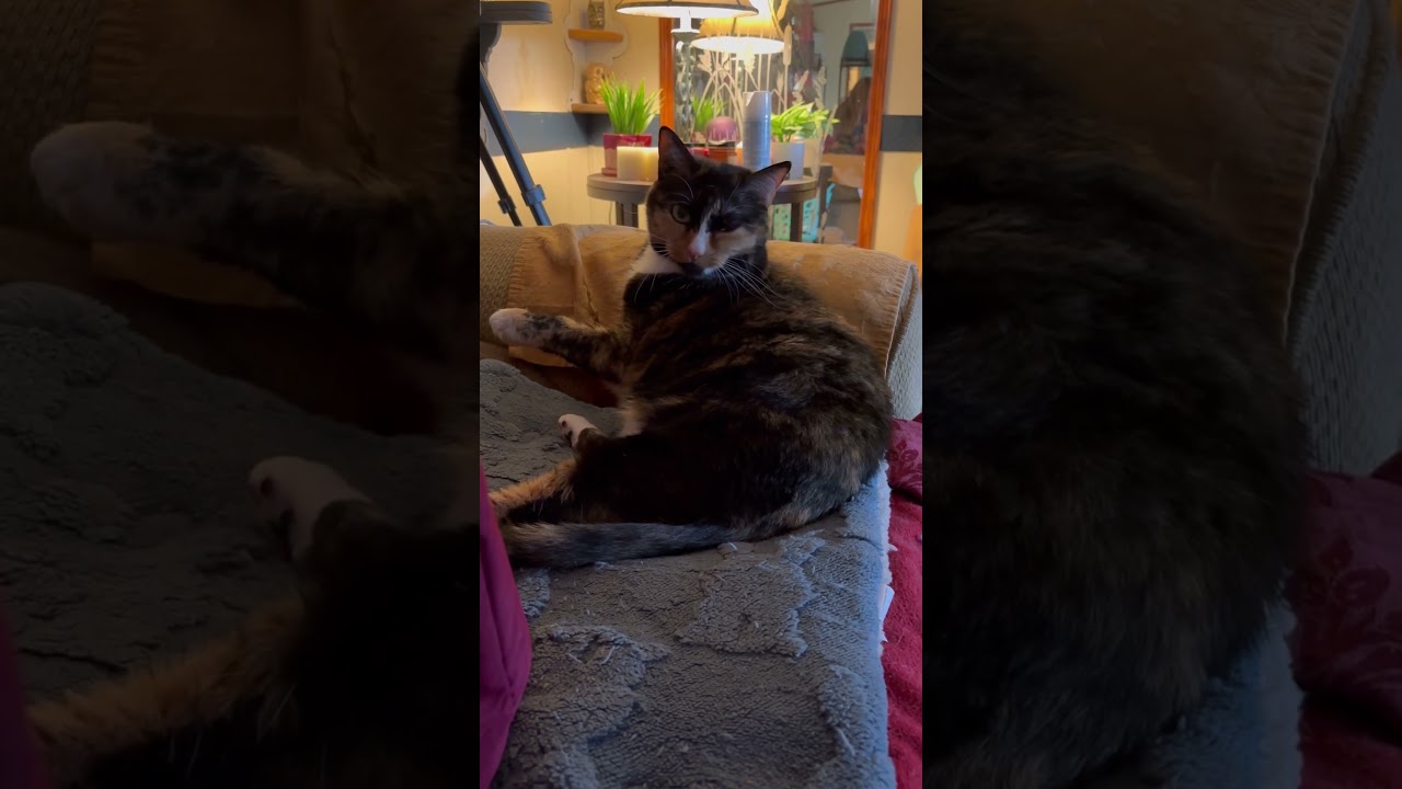 Моя Люси Лу 🐾🐈&zwj;⬛💋 #кошки #кошачьишорты #котенок