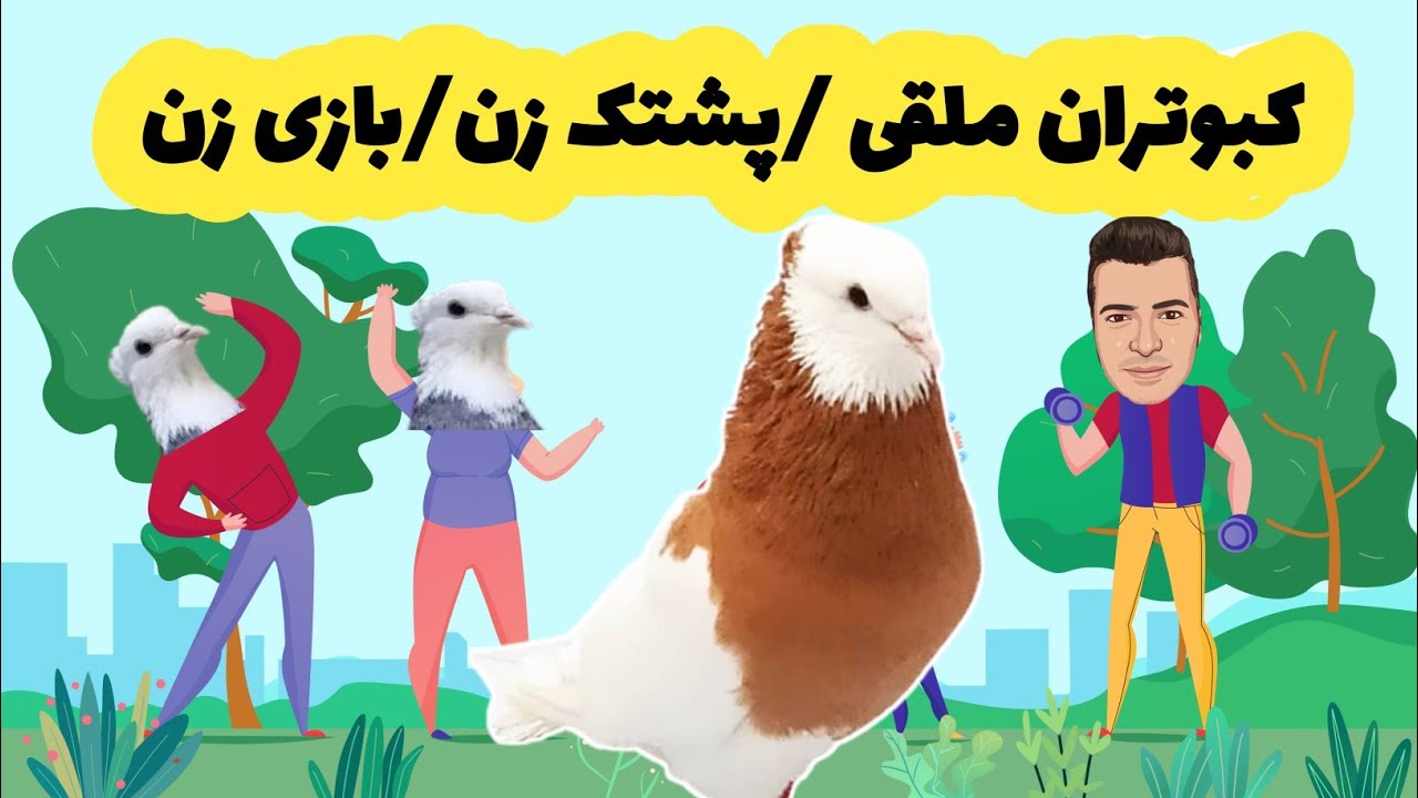 کبوتر ملقی/کبوتر گره