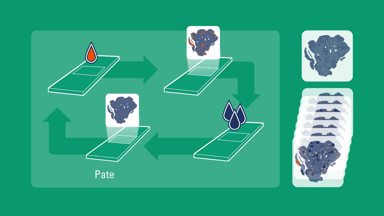Cell DIVE a multiplexed biomarker imaging end-to-end workflow solution