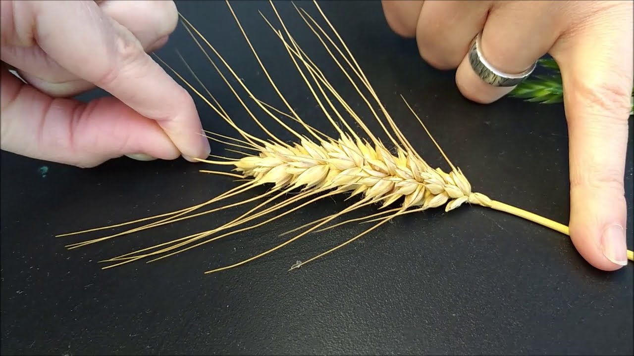 Diferencia entre espiga y panoja en Poaceae