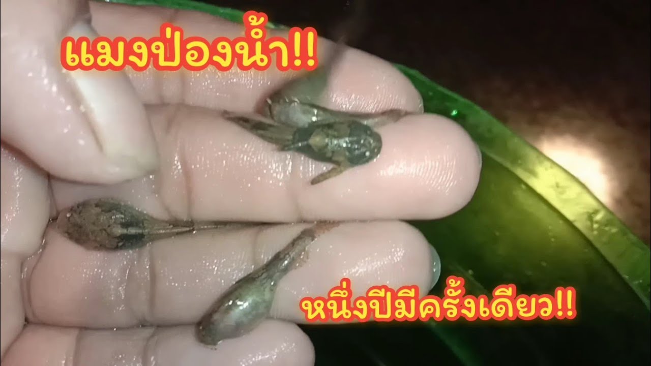 แมงป่องน้ำ!! จับปลาอีด ปลาน้ำลึกหายากสุดๆ หนึ่งปีมีครั้งเดียว!!!
