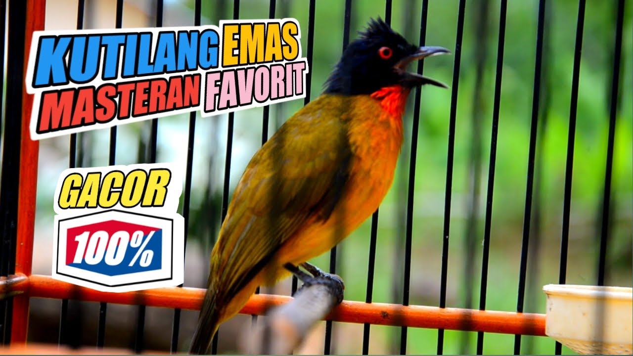 Suara Burung Kutilang Emas Gacor, Cocok jadi Masteran dan Pancingan agar Kutilang Emas Cepat gacor