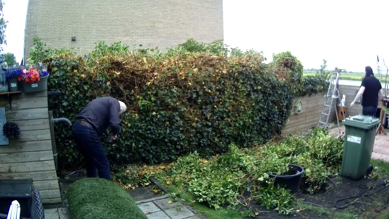 Hedera thorough pruning July 4, 2021