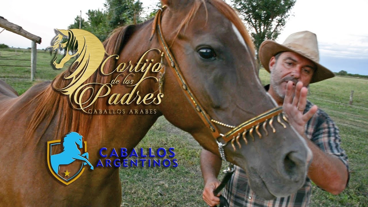 Caballos Argentinos - Programa 20 - Caballos Árabes - Doma Vaquera