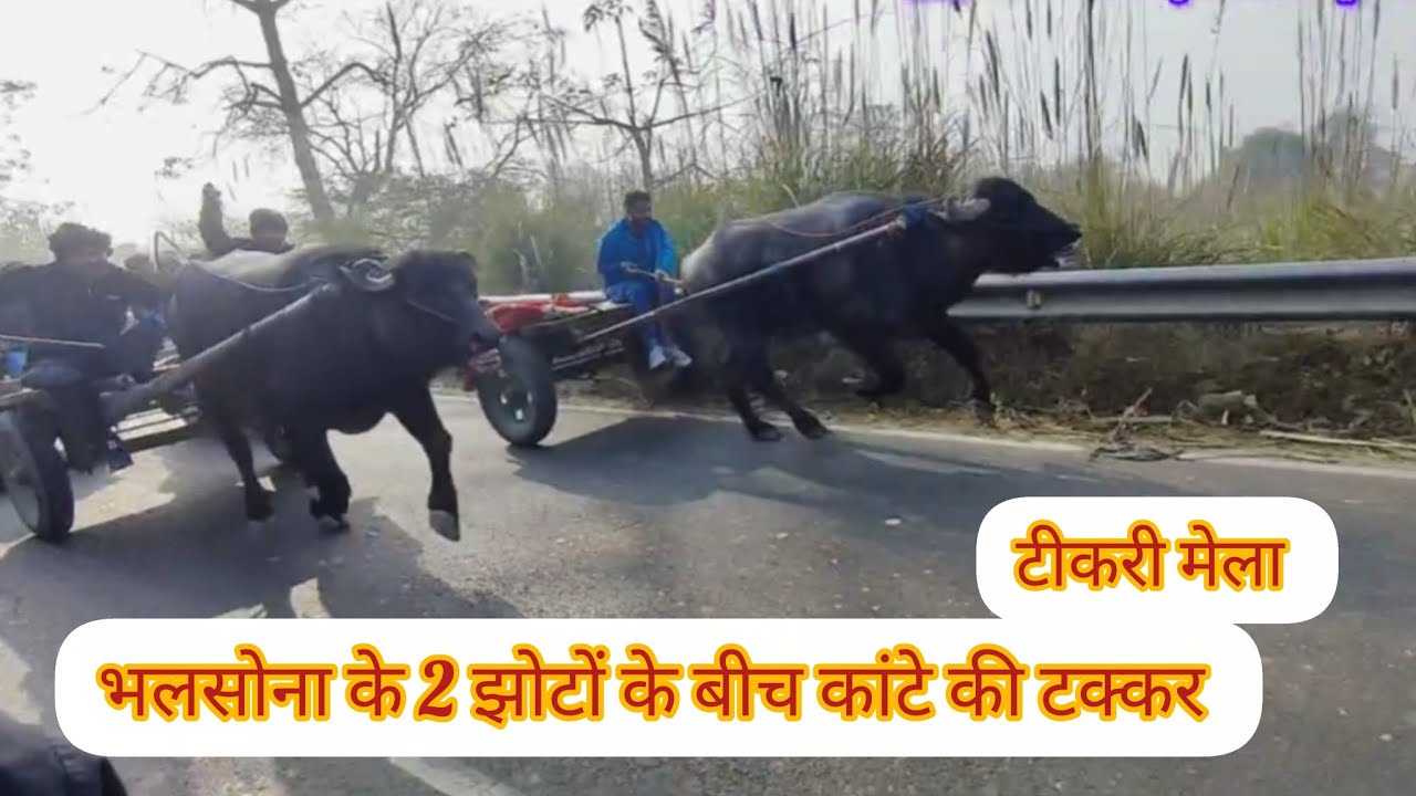 टीकरी मेले से आते समय भलसोना के 2 झोटों के बीच हुई कांटे की टक्कर झोट्टे बराबर भागते रहे 