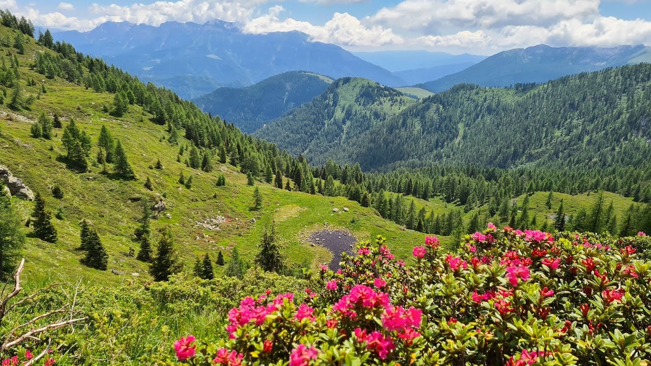 Trodo dei Fiori da Passo Brocon - Altopiano del Tesino