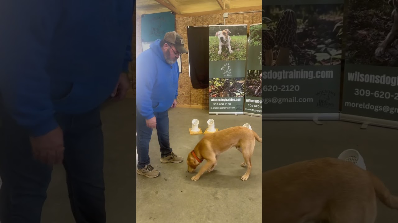 Meet the Dog That Can Sniff Out a Morel Mushroom in SECONDS