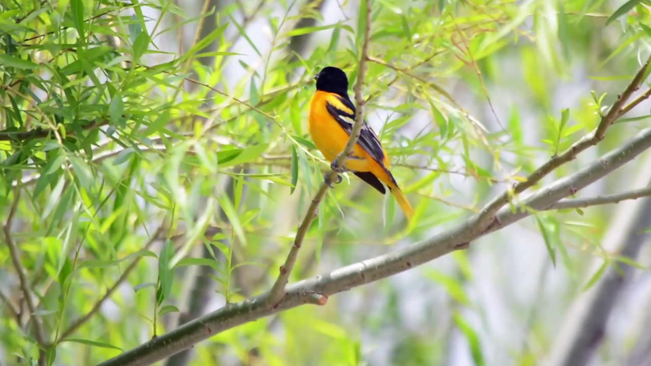 Baltimore Oriole singing