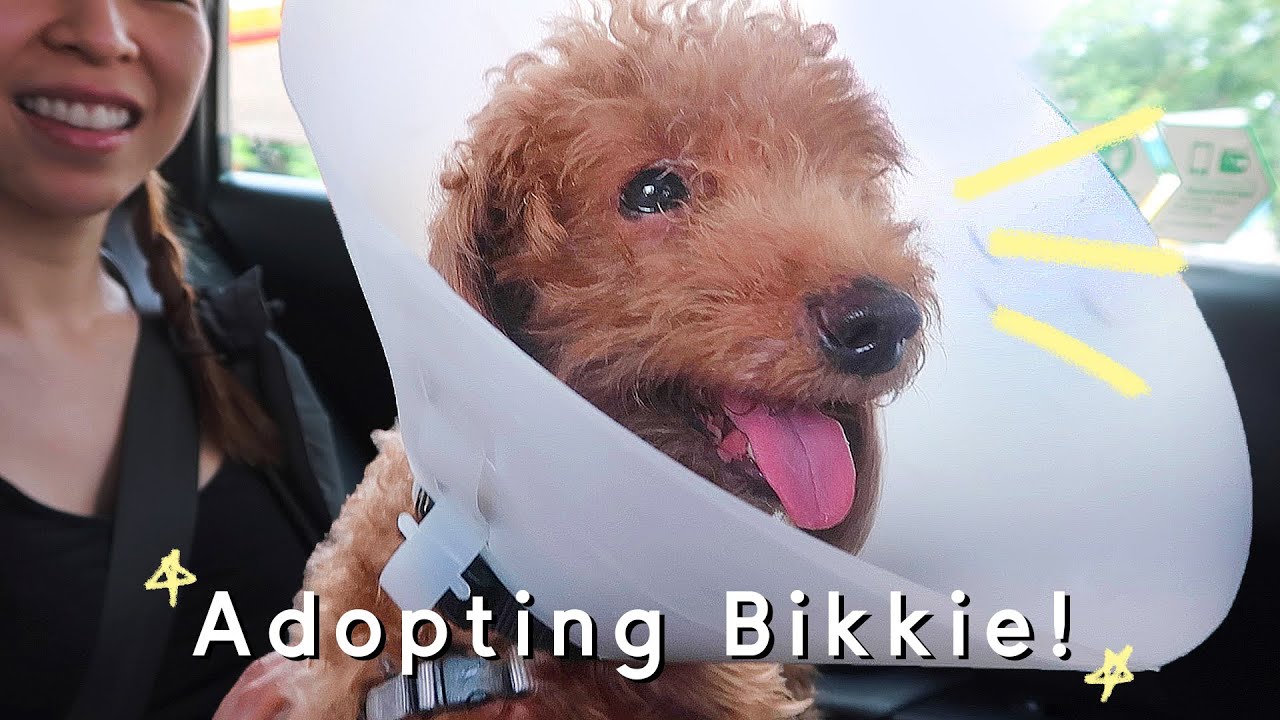 We Adopted A Furbaby!