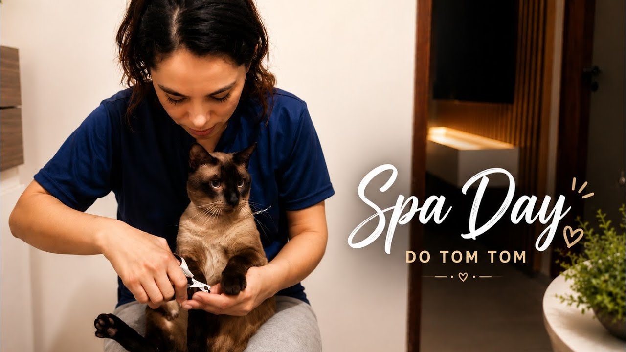 HOJE FOI DIA DE CUIDAR DO MEU GATO/FILHO DE 4 PATAS/CONFIRAM COMO FOI
