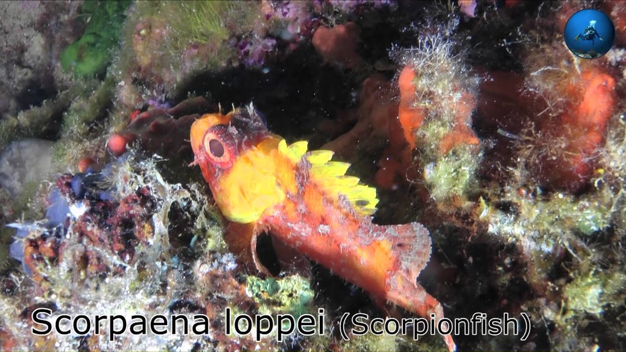 Diving in Tolo - Greece