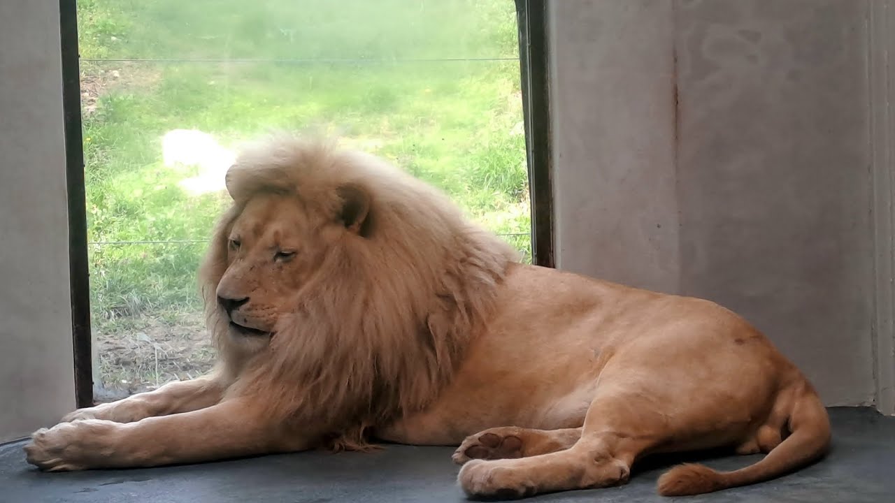 ZOO Bratislava, Mlynská dolina