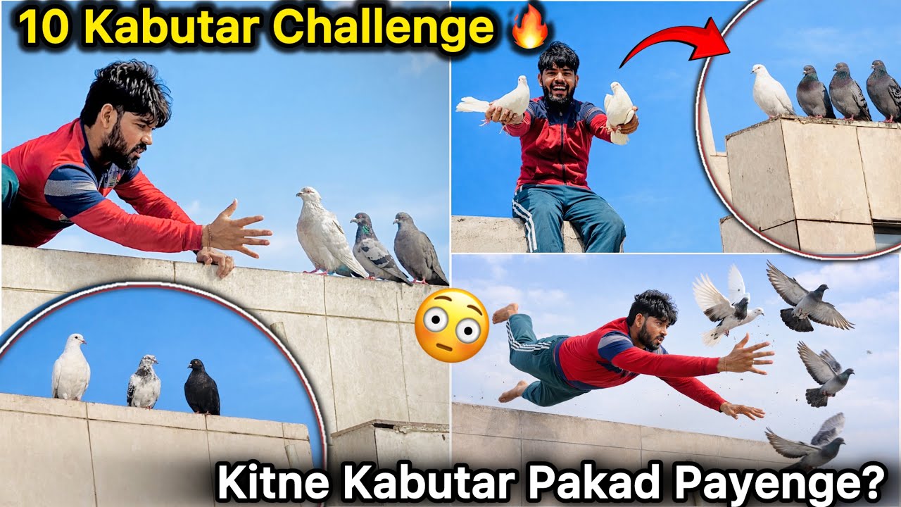10 Kabutar Kaise Pakde? 😱 || Ten Pigeon vs Full Team 💪 Aaj Kitne Pakde? 😳