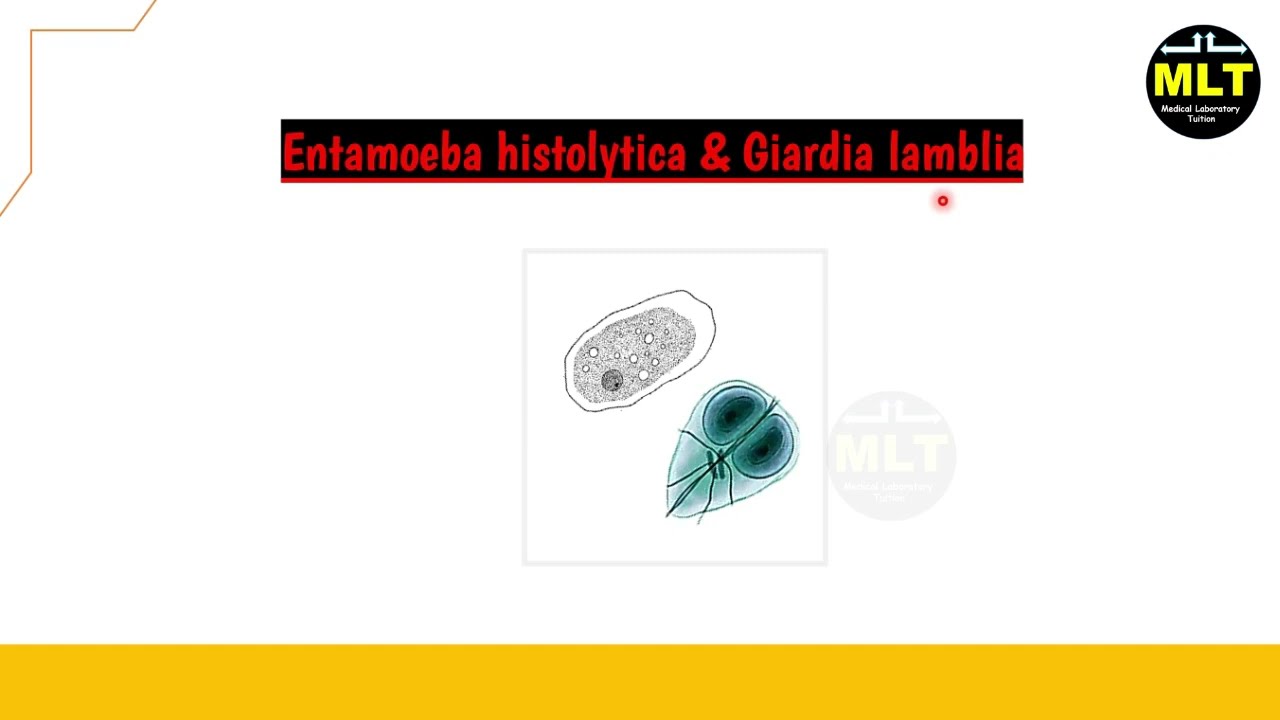 Entamoeba and Giardia lamblia in hindi