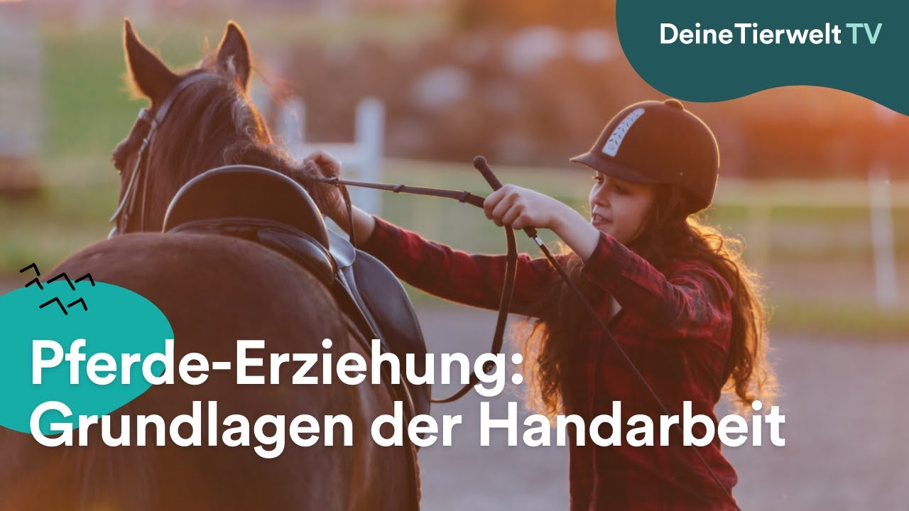 Pferde-Erziehung: Grundlagen der Handarbeit