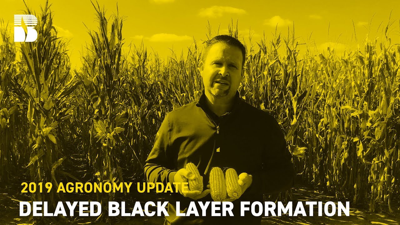 Delayed Black Layer Formation | Beck's Agronomy Update