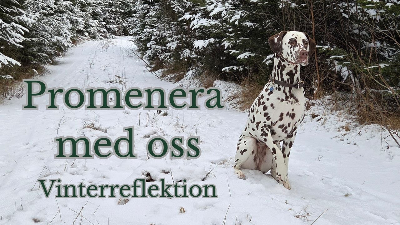 Vinterreflektion - en promenad i skogen